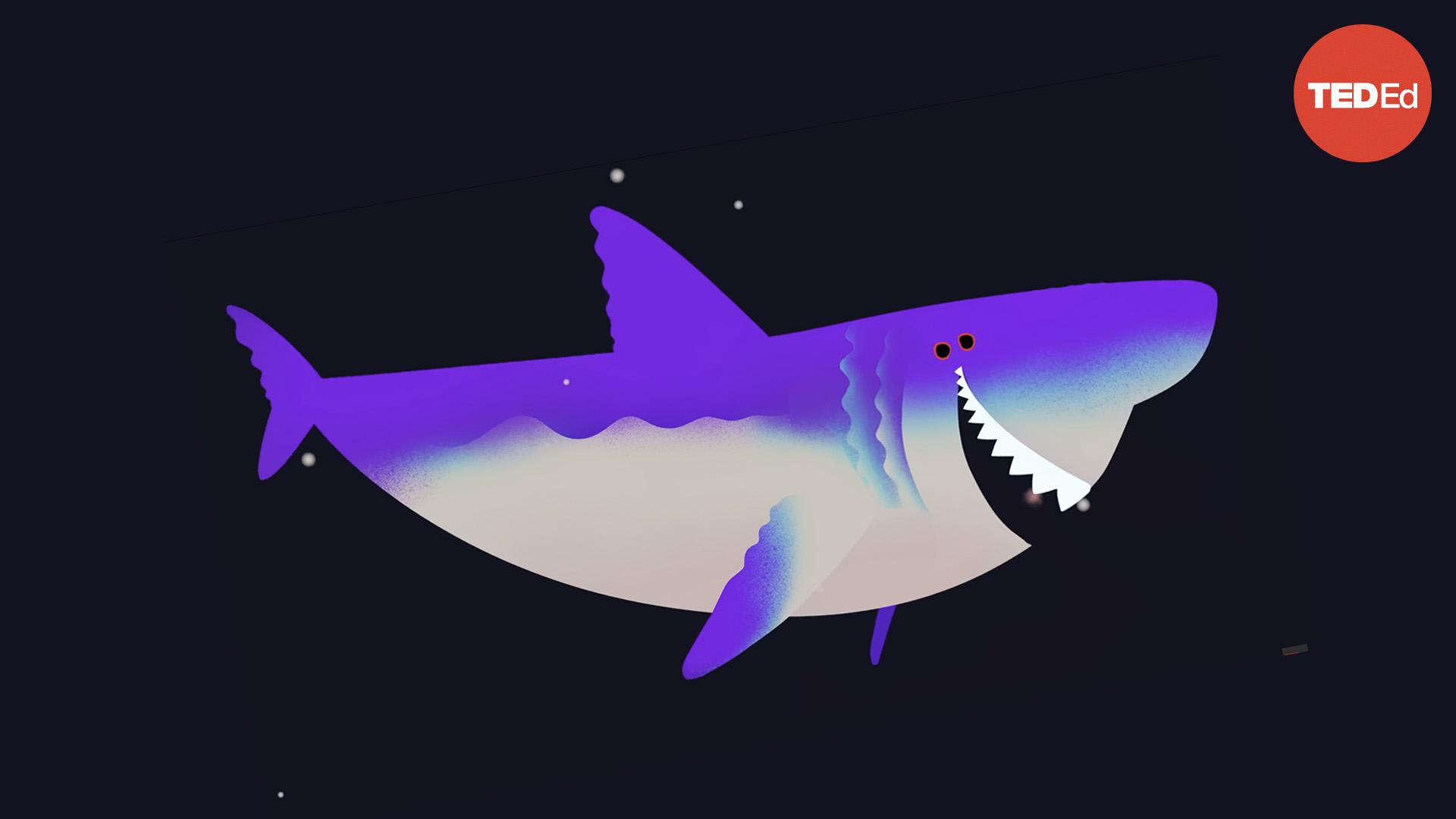 Why did Megalodon go extinct?