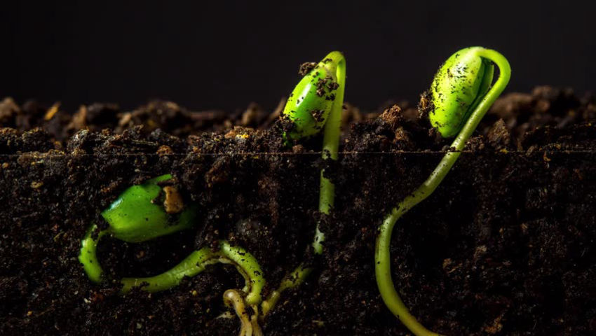 Brno Czech Republic: Soybean growth timelapse (2025)