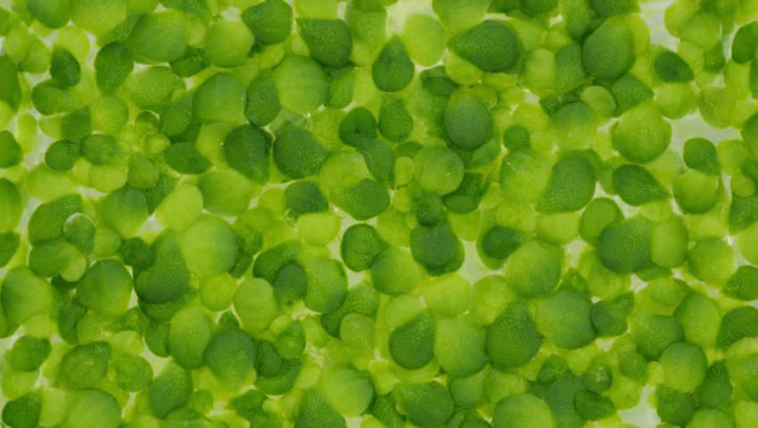Brno Czech Republic: Duckweed growth timelapse (2025)