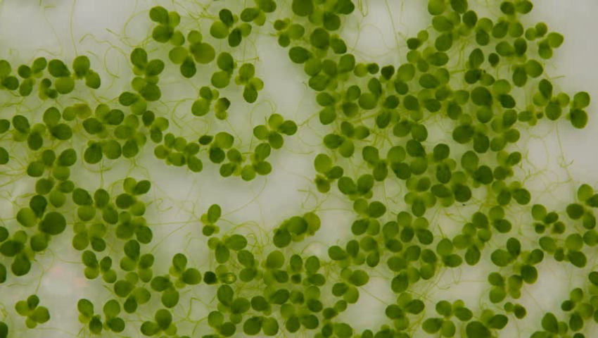 Brno Czech Republic: Duckweed Timelaps (2025)