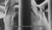 Cremator Czech film With Subs
