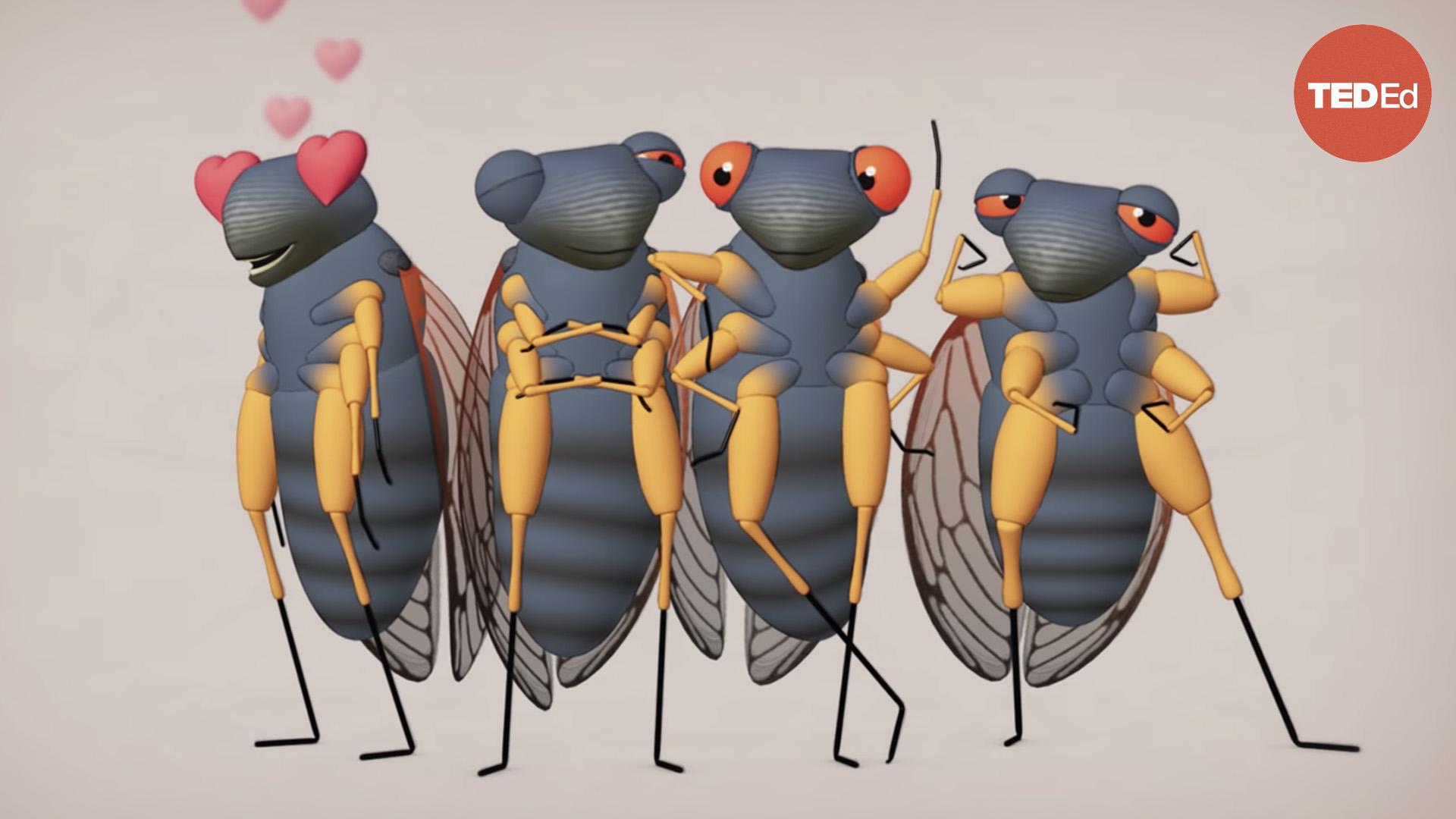 Cicadas: The dormant army beneath your feet
