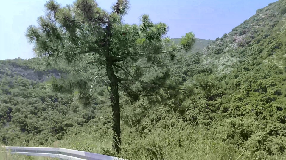 Road above Divna 121958
