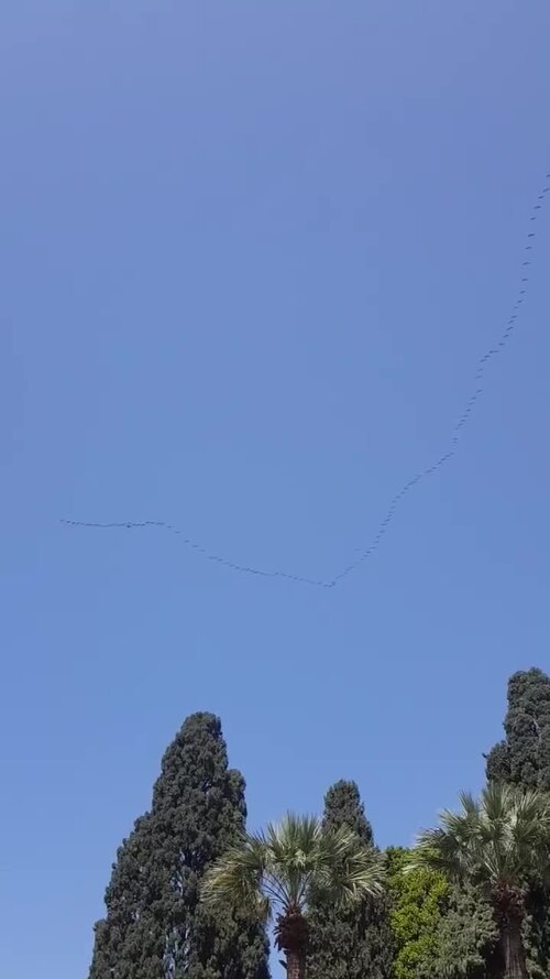 Grus grus above AUB campus