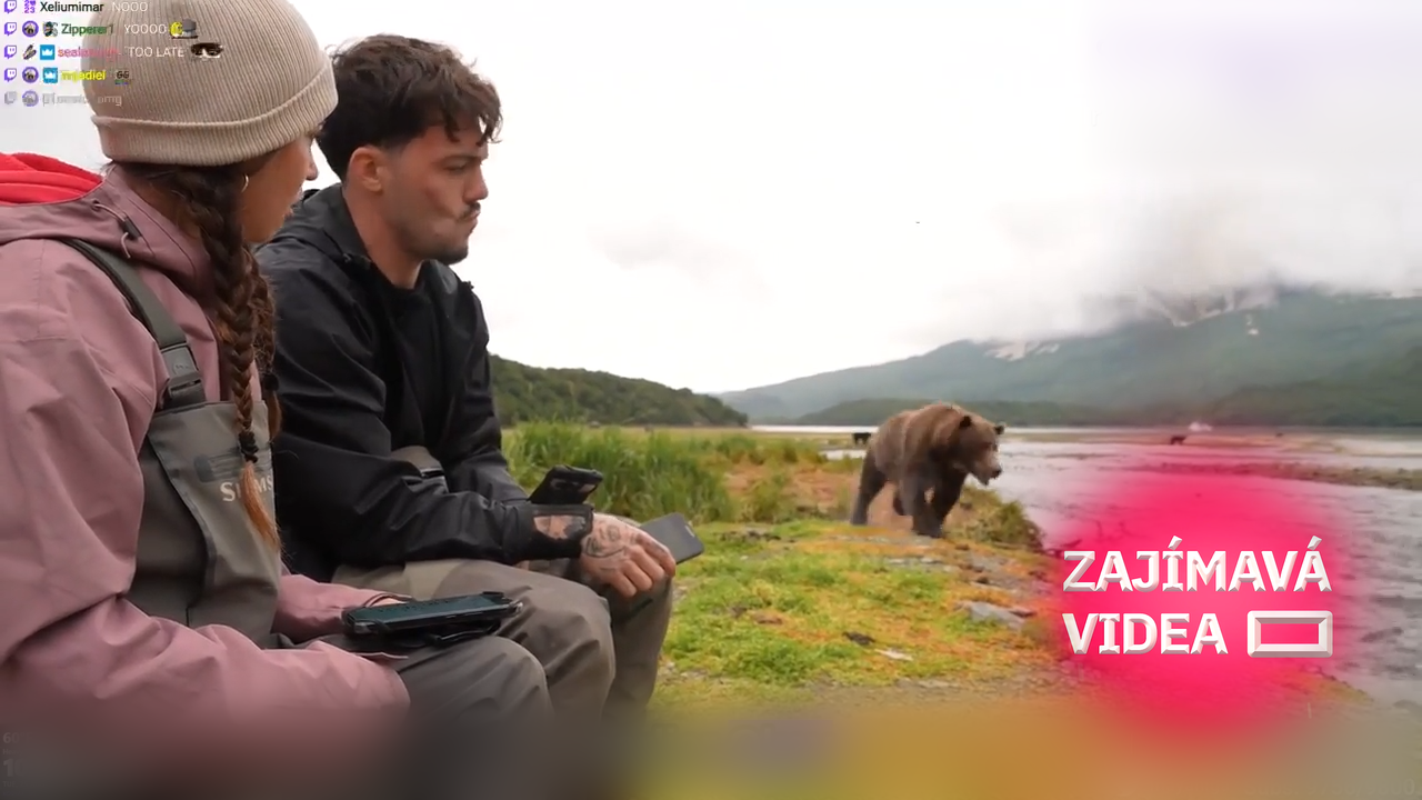 Medvěd grizzly přerušil vysílání. Naštěstí měl chuť na rybu, ne na lidi