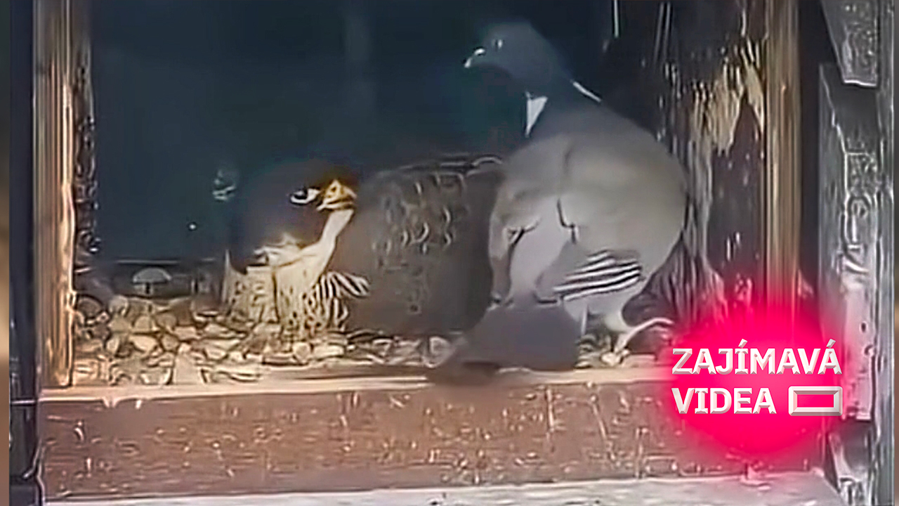 Drzý holub nakráčel do hnízda sokola. Šokovaný dravec ho tvrdě potrestal