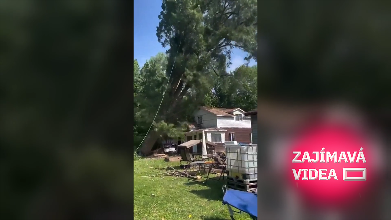 Firma rozdrtila dům obřím stromem. Vinu teď hází na majitele