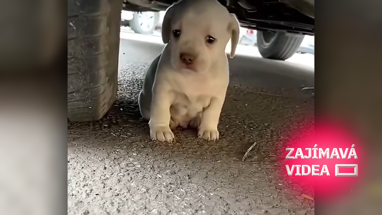 Rozklepané štěně našli zapomenuté pod autem. Rychlá proměna vás zahřeje u srdce
