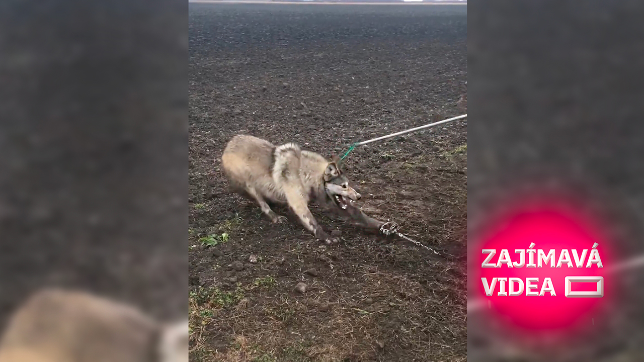 Odvážný muž zachránil rozzuřeného vlka ze sevřené pasti. Vlka to překvapilo