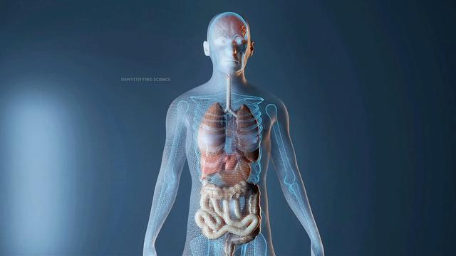 Human Brain Explained: The Most Detailed 3D Anatomy You'll See