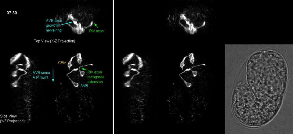 Infrared-laser-induced-gene-expression-for-tracking-development-and-function-of-single-C.-elegans-ncomms14100-s3