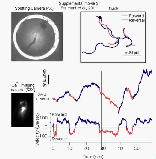 An-Image-Free-Opto-Mechanical-System-for-Creating-Virtual-Environments-and-Imaging-Neuronal-pone.0024666.s006