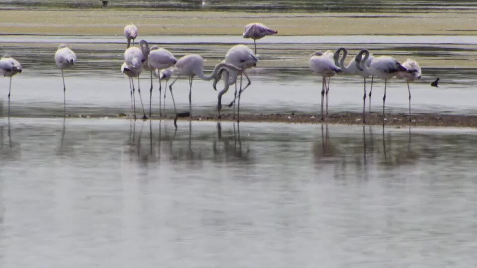 2022-04-19 LAGUNSKA RIBOGOJNICA Phoenicopterus roseus PLAMENEC 3