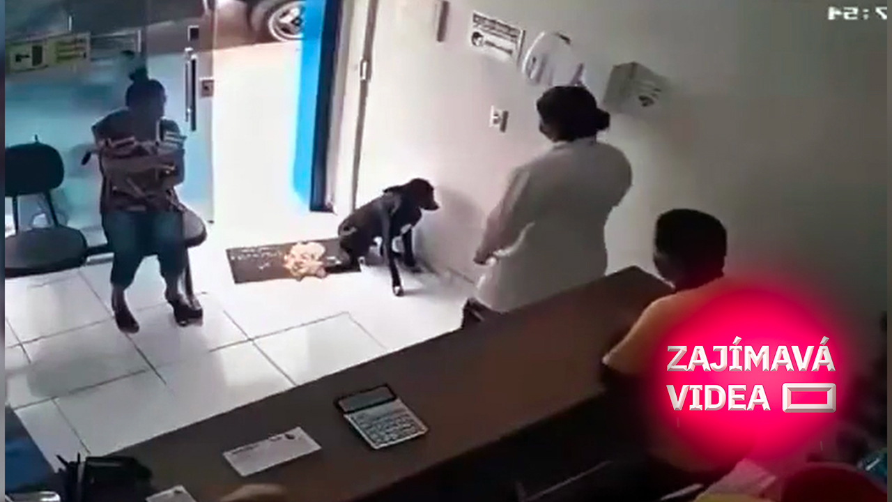 Dojemný moment. Toulavý pes sám přikulhal na veterinu a ukázal bolavou tlapku
