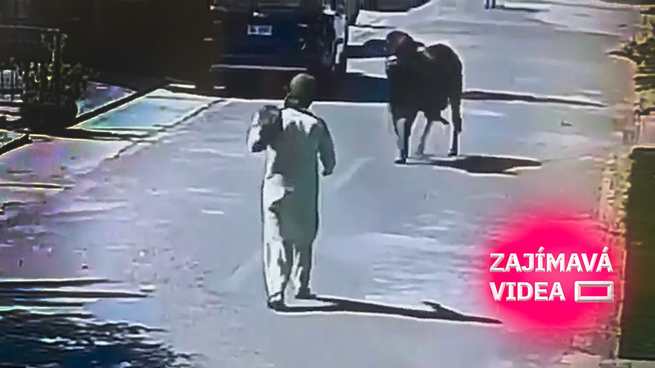 Mladík se pokusil o salto přes běžícího býka. Trest za hloupost přišel ve zlomku vteřiny