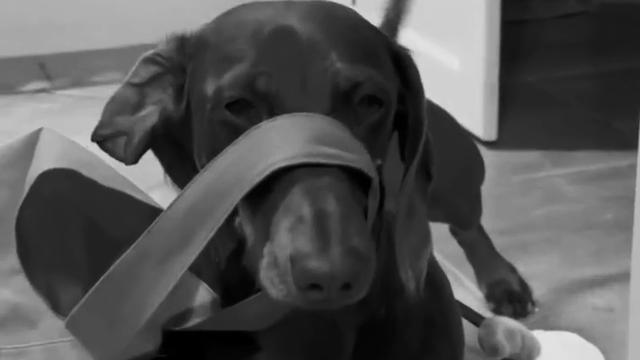 Sausage inspect stuff
