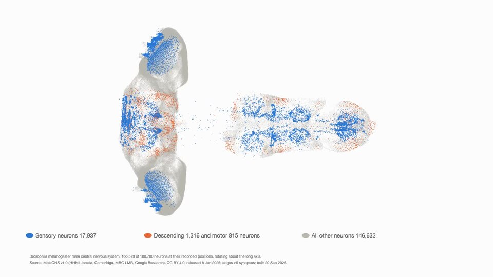 MaleCNS v1.0 Drosophila male central nervous system, neuron positions rotating
