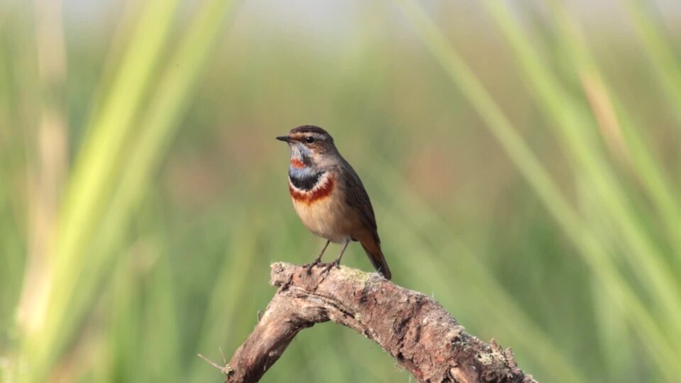 Bluethroat in Bhigwan January 2026 by Tisha Mukherjee