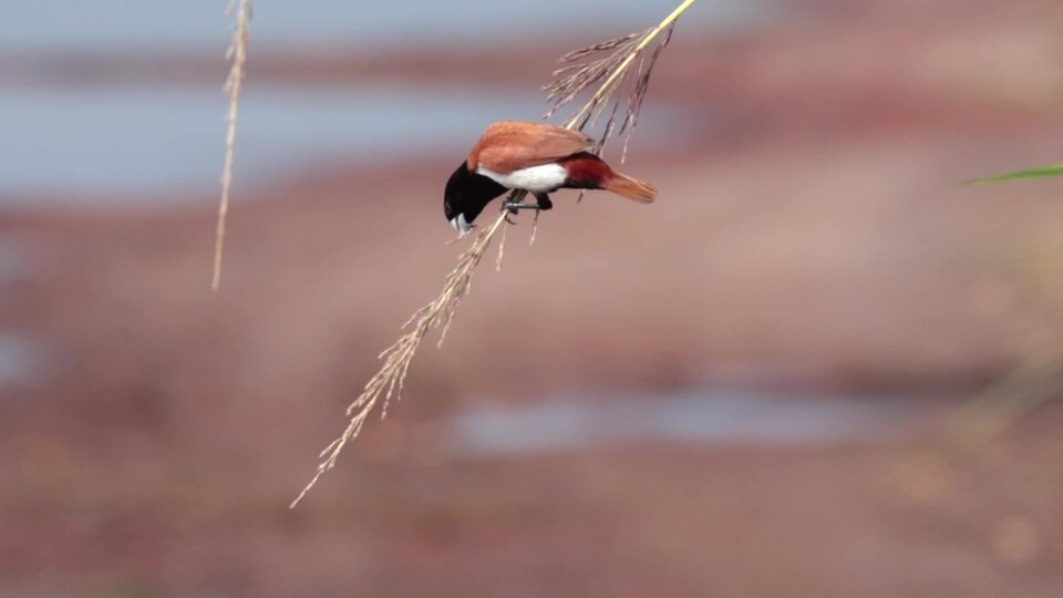 Tricolored Munia in Baruipur October 2025 by Tisha Mukherjee