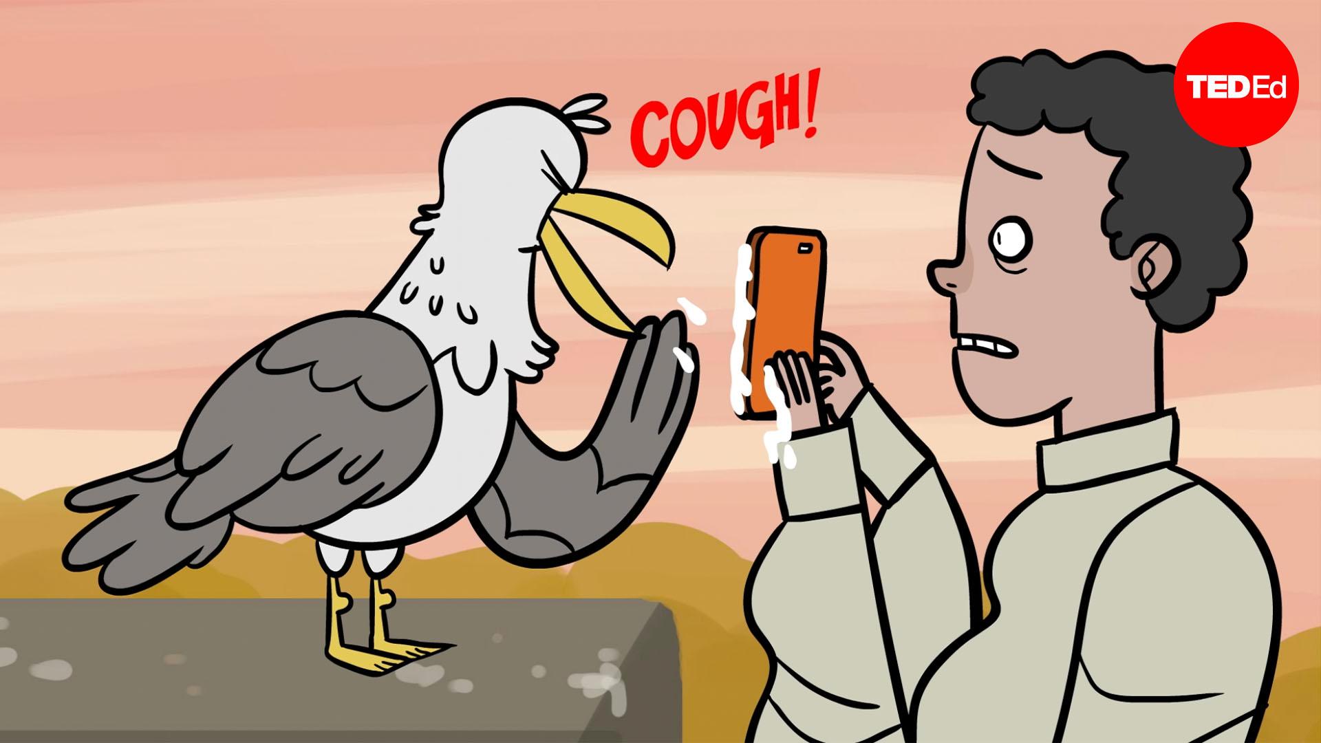 Everything you need to know about bird flu