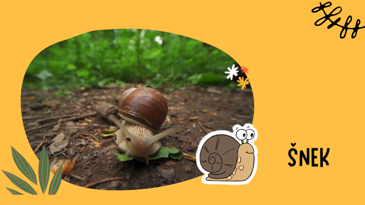 Jak nakreslit šneka 🐌 | video návod pro malé i velké umělce