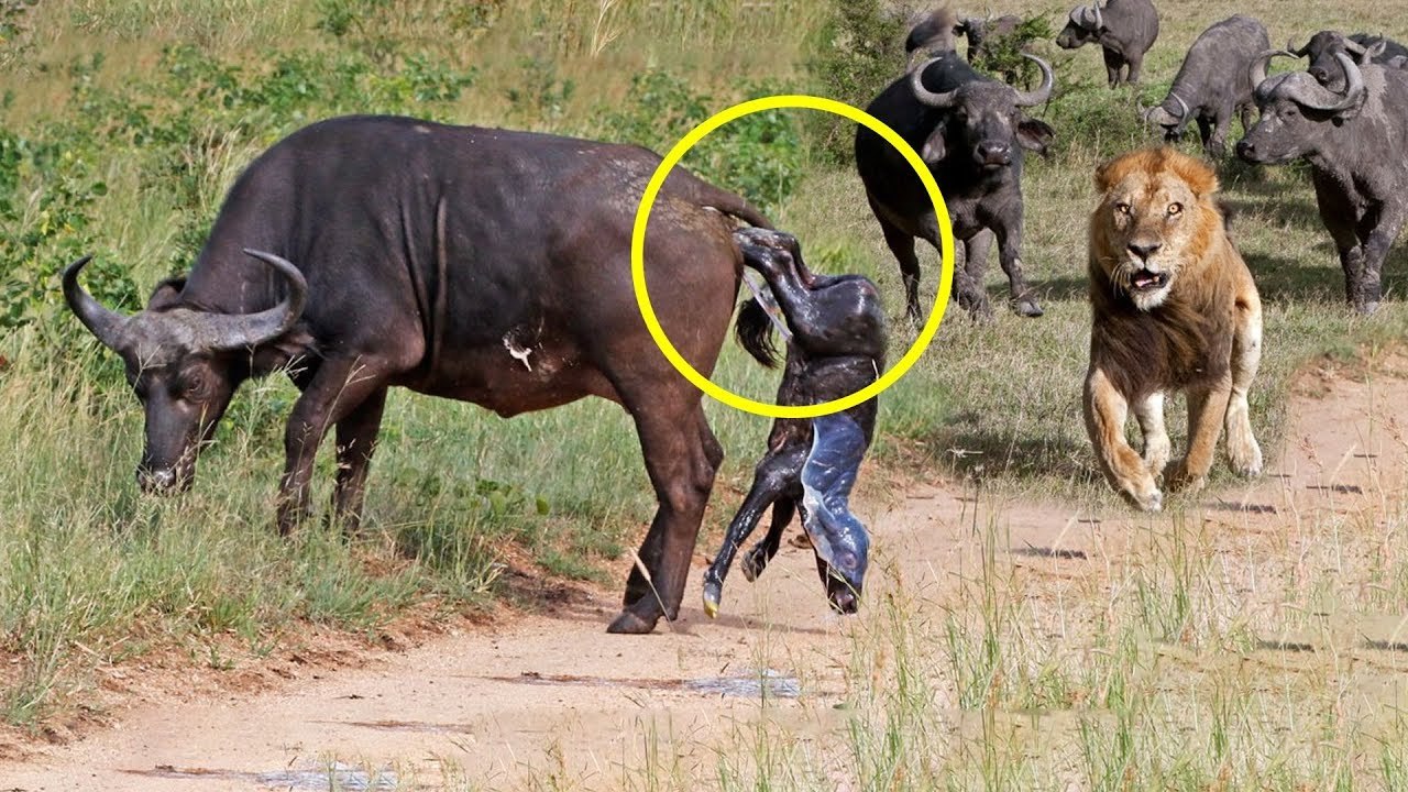 non merciful lion attacks a buffalo when it gives birth , the brave mother defends her baby