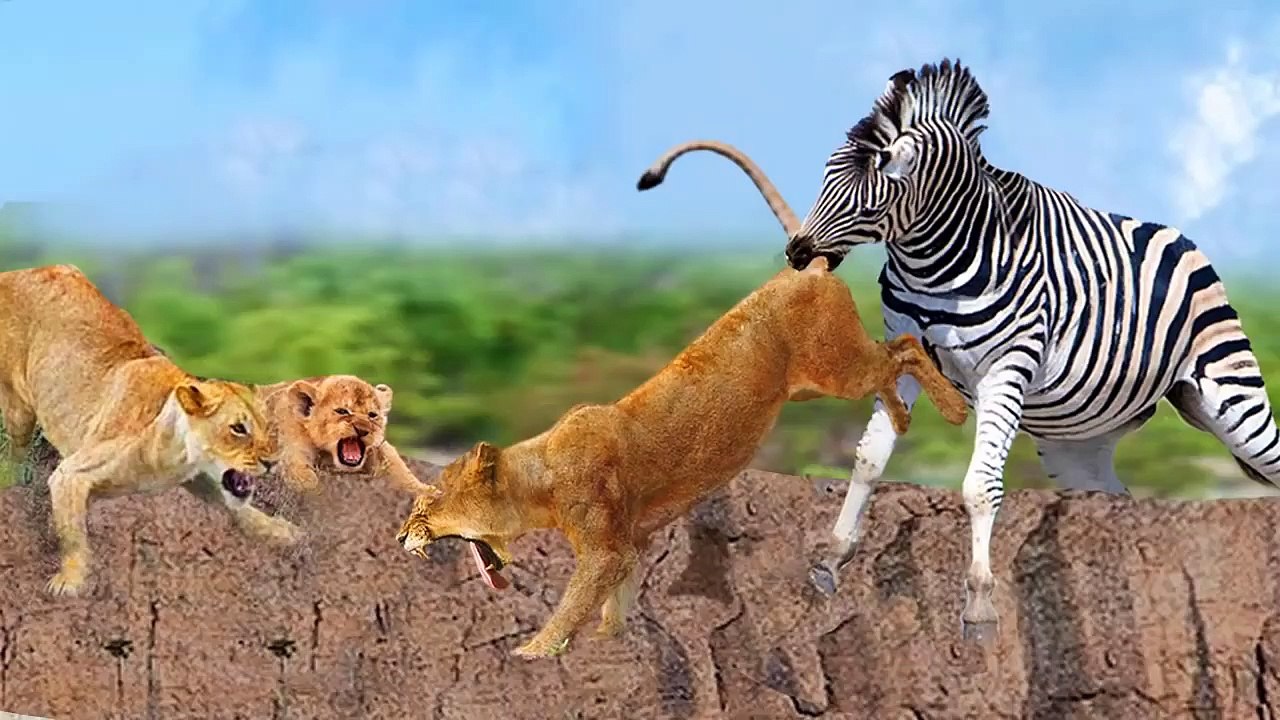 mother lion VS lion !anger of A mother!! Zebra took her babies revenge from this lion