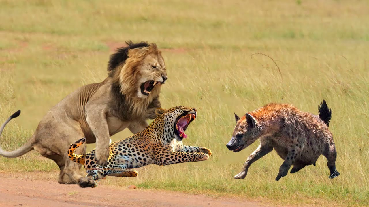 King Lion Vs Rebellious Leopard supported by rebellious Hyena , see the king domination show his enemy