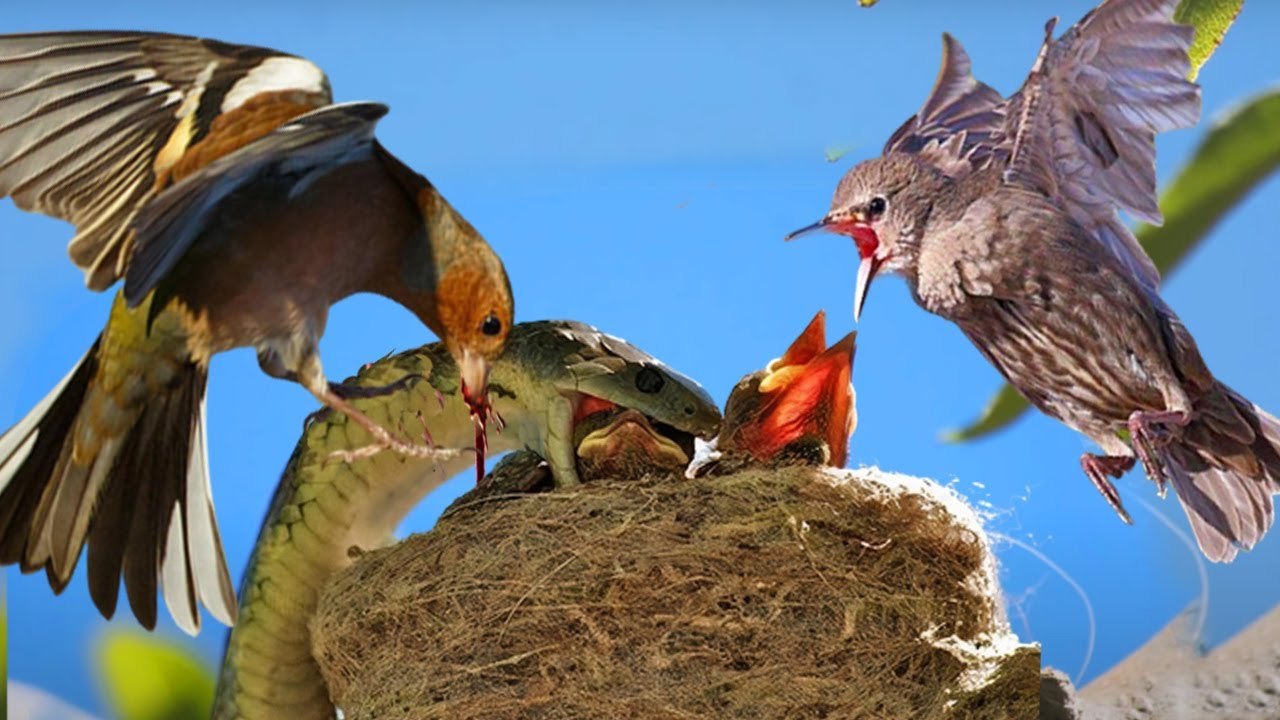 so scary !! snake attacked the nest to eat those babies birds , but the birds was smarter than him , torn him brutally