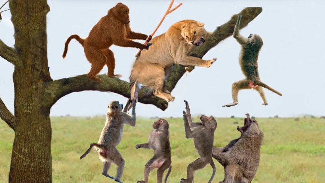 Lion VS Baboons, a whole family of baboon took a revenge from lion , he killed their son!