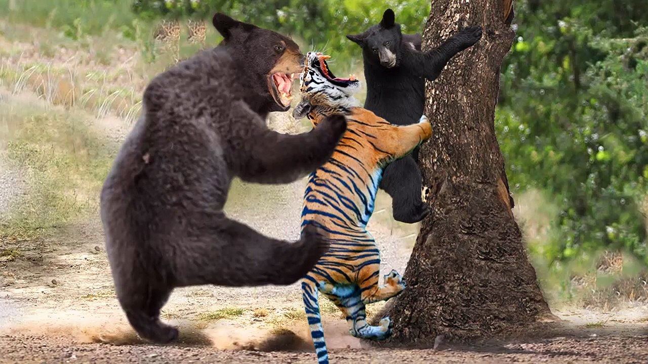Bear Vs Tiger, the most rare moment that caught on Camera , Mother bear turn into monster and cut this lion throat