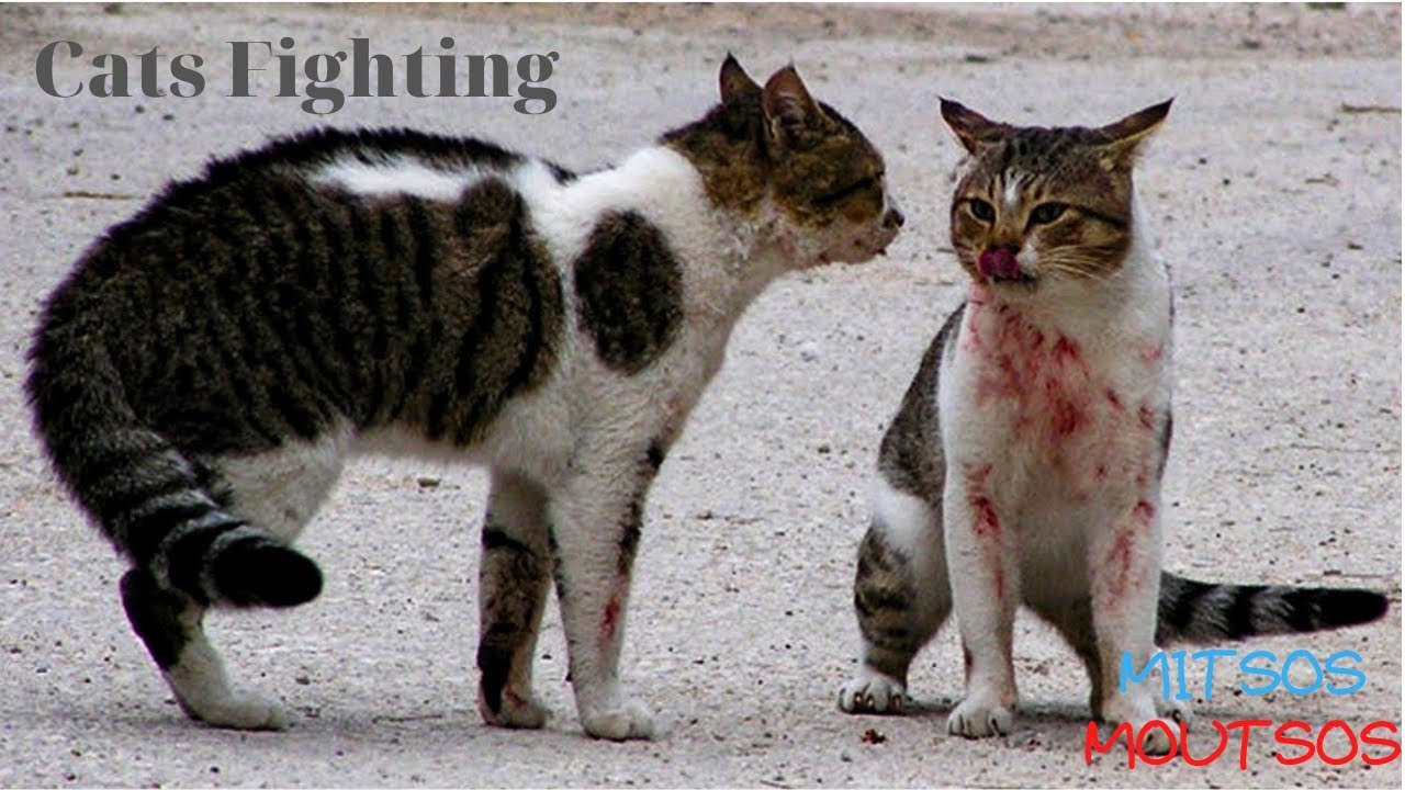the most violent street cat fight, do you dare to desperate them apart?