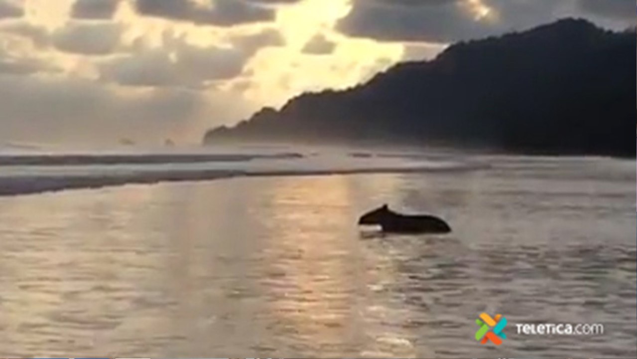 tn7-Danta en Corcovado-160420