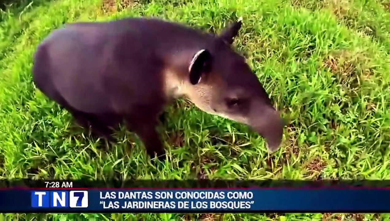 tn7-conservacion-de-dantas-impulsa-la-salud-de-los-bosques-en-bijagua-020626 [Full Movie]