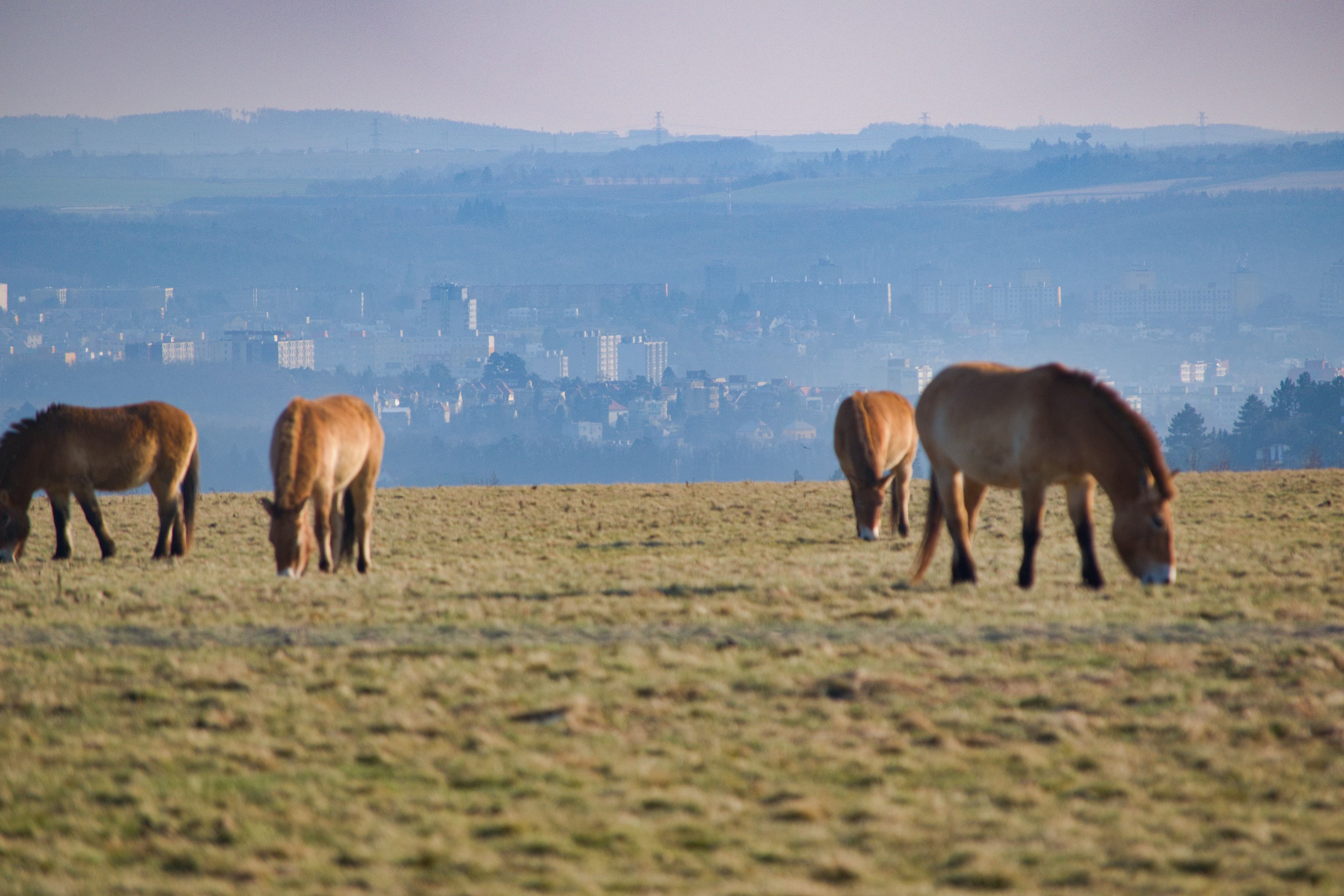 Girls' Castles: Legends, Meadows, and Przewalski’s Horses in Prague