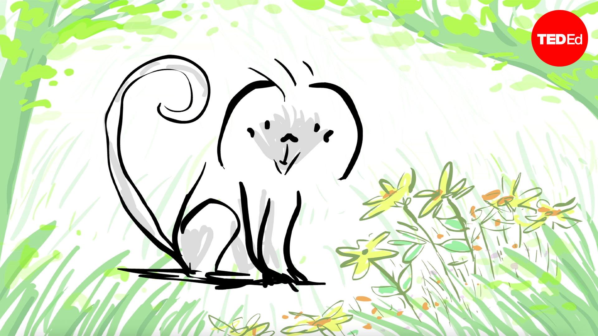 How to speak monkey: The language of cotton-top tamarins