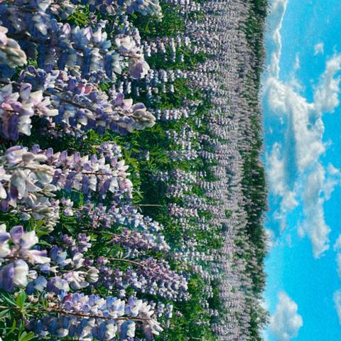 Above The Hills
