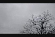 vultures above green house