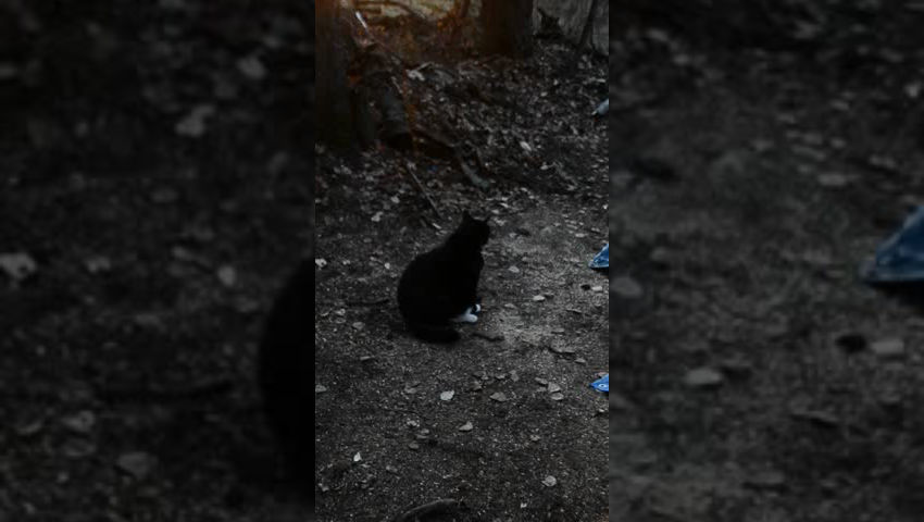 Chonky Pearly Visits Me at Sunset