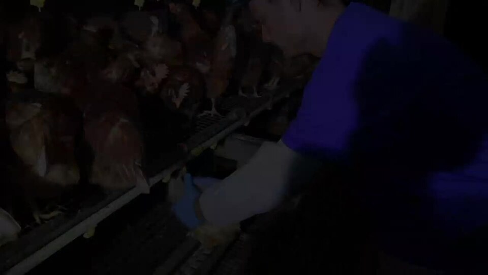 Blind hen rescued from cage-free farm
